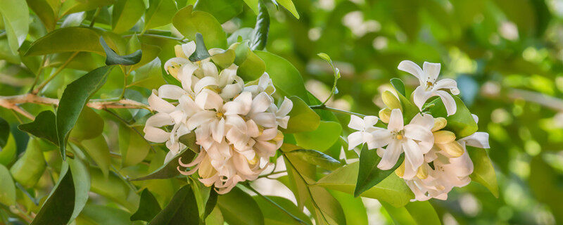 九里香花能驱蚊吗