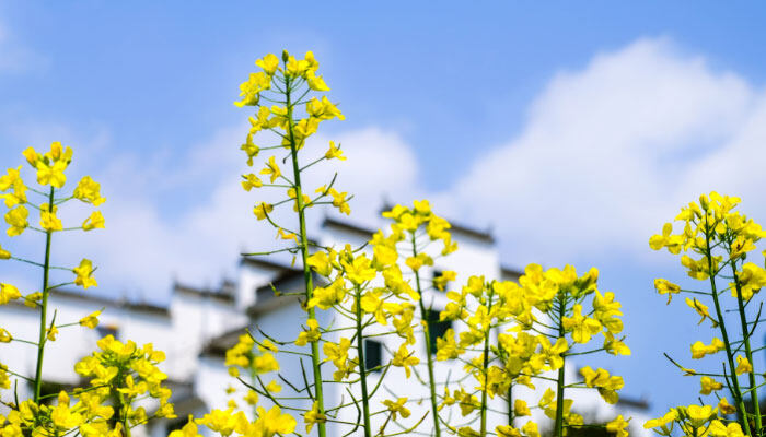 香雪兰花期怎么养护