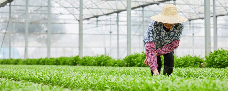 茼蒿菜怎么种植