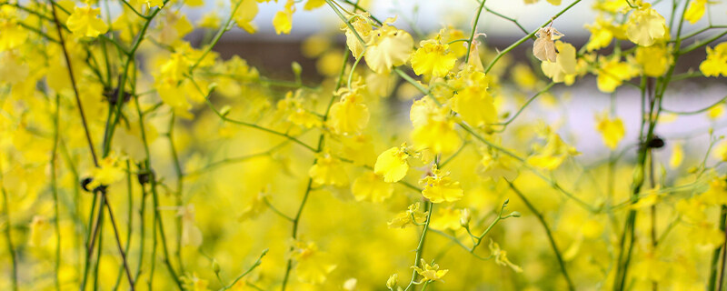 香水石斛花有毒吗