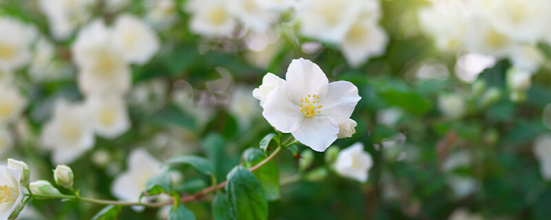 茉莉花干叶掉叶怎么回事