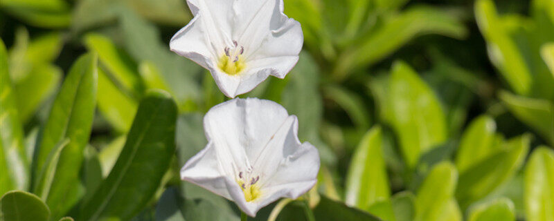 野老鹳草有毒吗