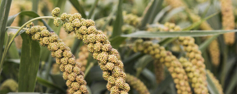 小米草种子怎样种植