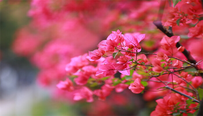 圆明园中有哪些奇花异草