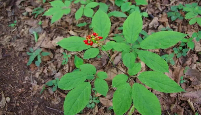 人参的种植方法