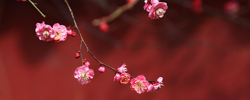 北方耐寒多年生庭院花卉