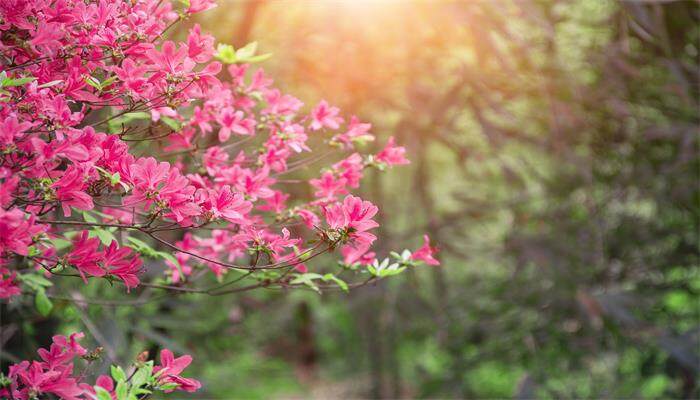 杜鹃花为什么不开花