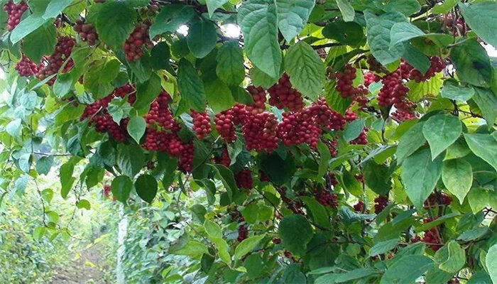 五味子种植技术与栽培管理