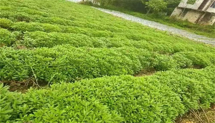 养心菜怎么种植扦插