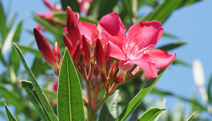 夹竹桃是什么季节开花