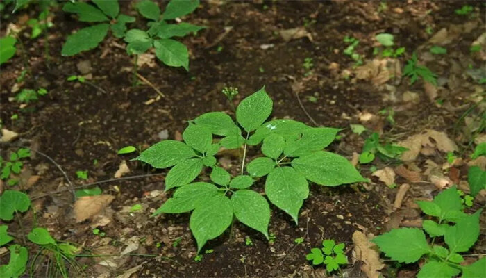 人参的种植方法