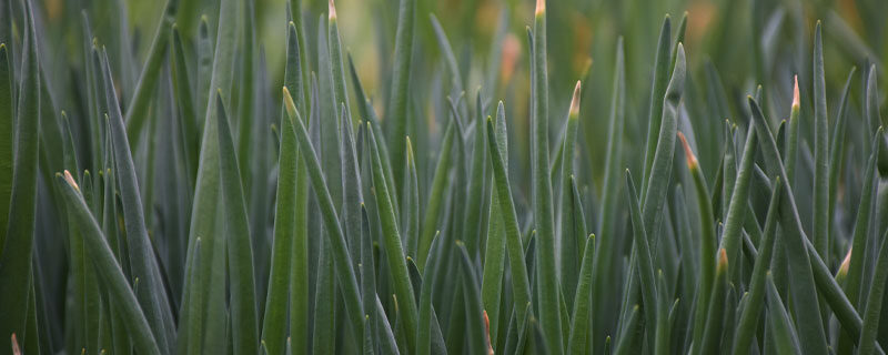 怎样种香菜出苗快又好