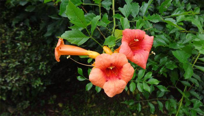 凌霄花种植方法和时间