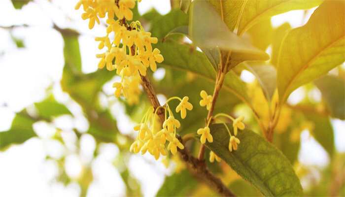 四季桂花叶子脱落怎么办