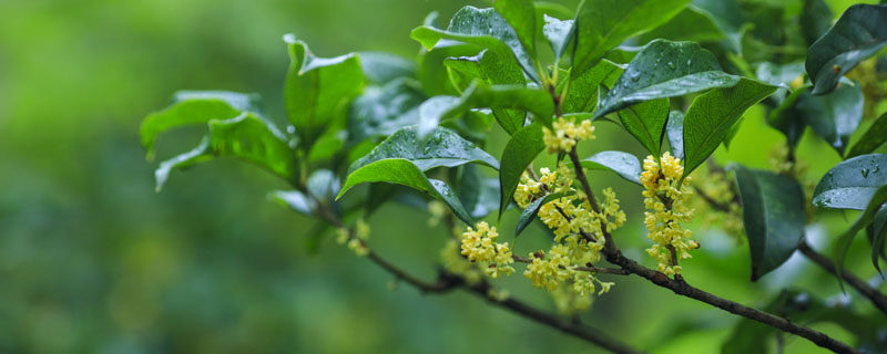 桂花不开花是什么原因