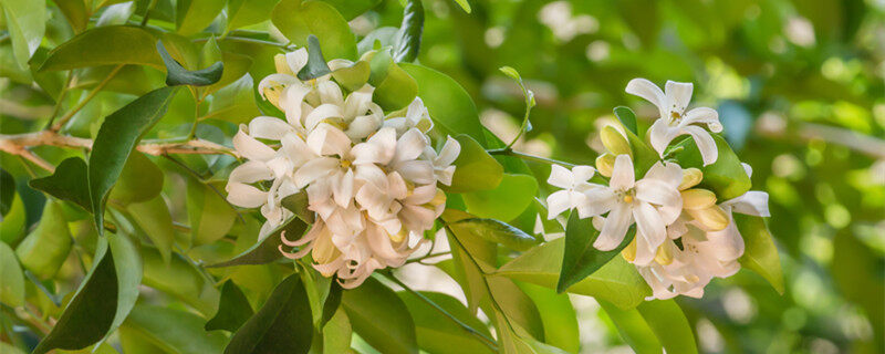 十里香花能在家里养吗