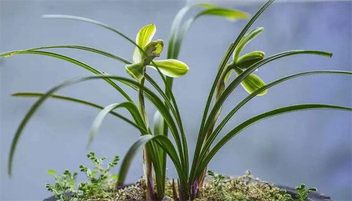 兰花怎么用多菌灵和生根粉