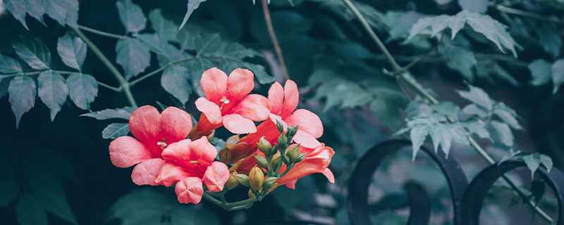 凌霄花种植方法和时间