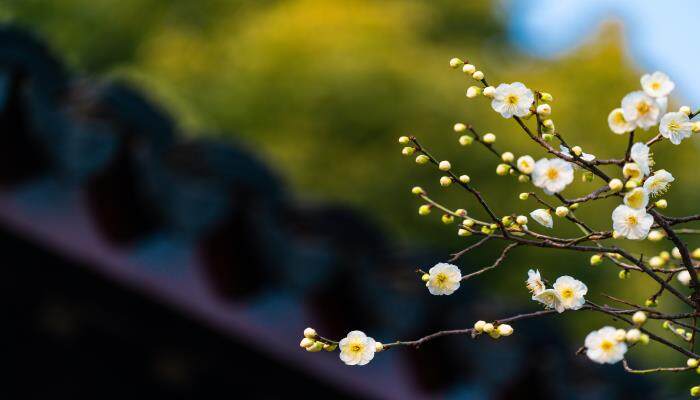 南京的市花是什么