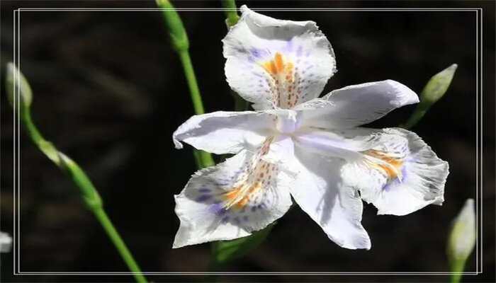 凤尾花长什么样