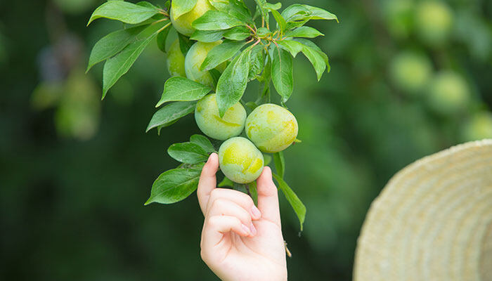 李子苗什么时候种植好