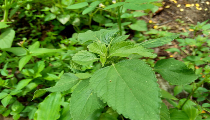 养猫家庭适合养的植物