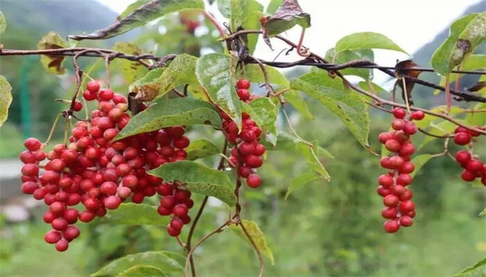 五味子种植技术与栽培管理