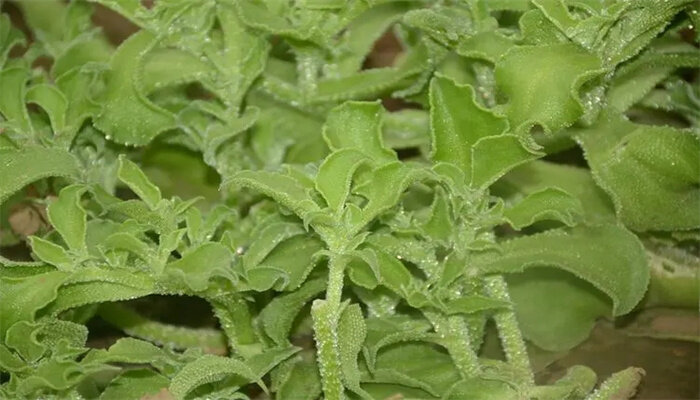 冰草的种植方法和时间