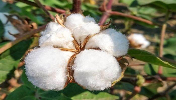 5月份种棉花晚不晚