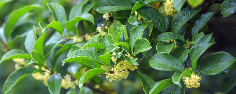 桂花几天浇一次水