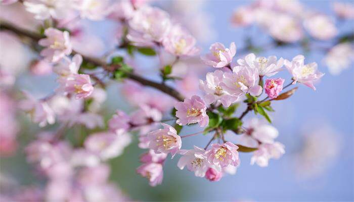 家里养海棠花好吗