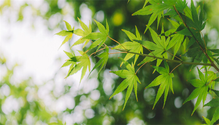 千年木叶子发黄下垂,枝干变软变皱怎么办