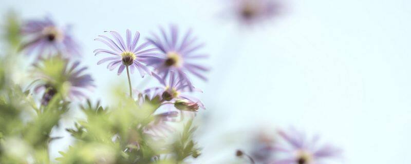 桂花树什么时候开花