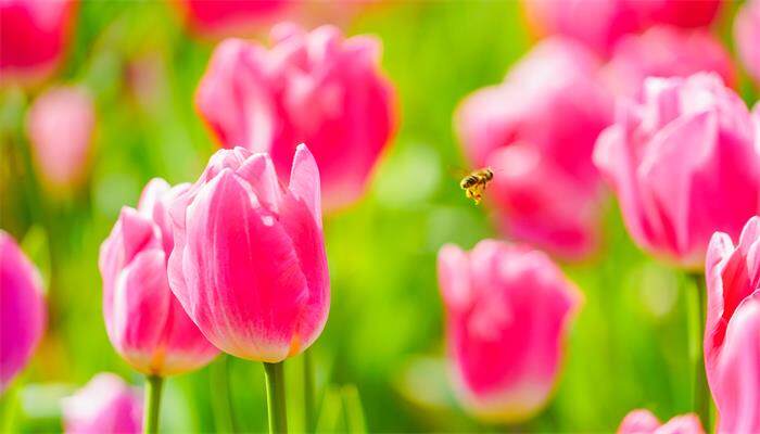 郁金花怎么养殖