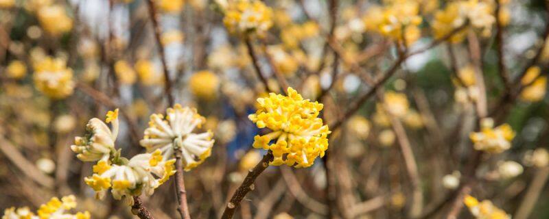 木棉花花语、寓意