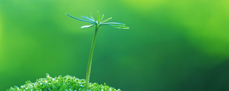 生根粉拌土用法