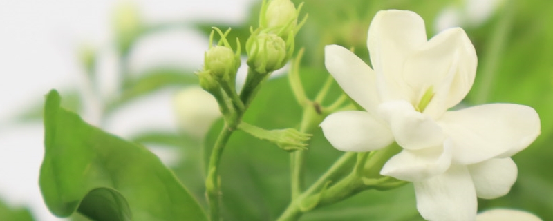 茉莉繁殖最简单的方法