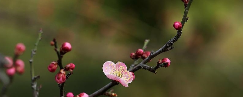 梅花换盆需要注意什么