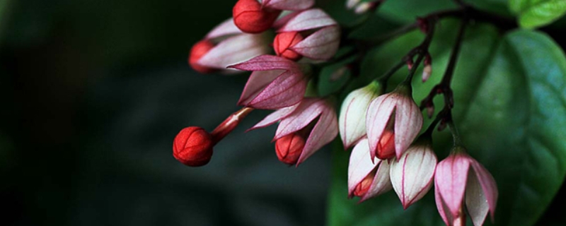 龙吐珠花怎么剪枝繁殖