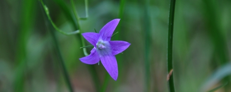 蓝星花的四季养护要点