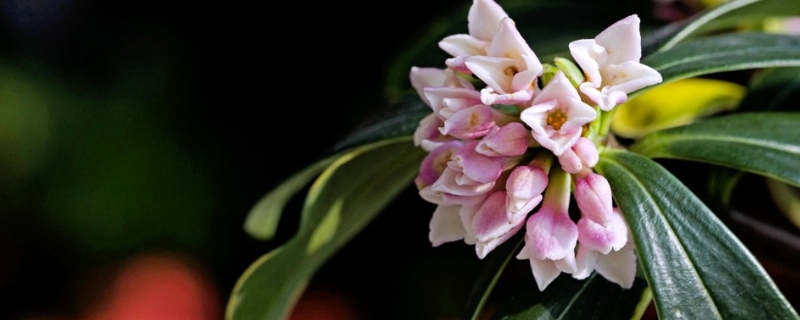 金边瑞香花后怎么养护